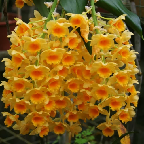 Dendrobium griffithianum X densiflorum