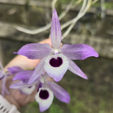 Dendrobium lituiflorum