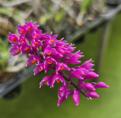 Dendrobium secundum
