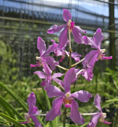 Paraphalaenopsis laycockii X Vanda Chulee