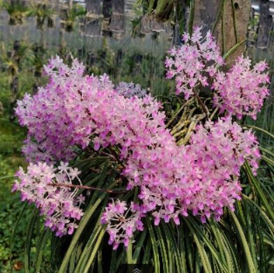 Seidenfadenia mitrata