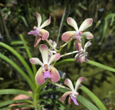 (V.falcata x denissoniana) x V.lamellata.