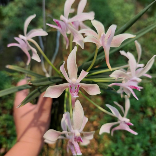 Vanda falcata X paraphal.labukensis