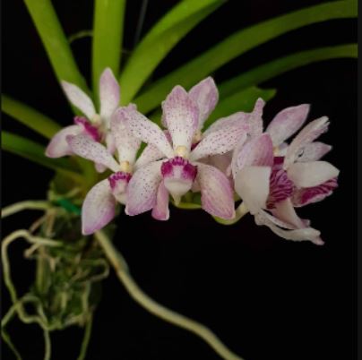 Vanda pumila x Rhynchostylis gigantea spot